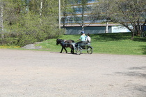 Ipanapäivässä 2014 oli jo perinteeksi muodostunut poniajelu.